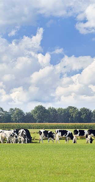 Réduire l'empreinte environnementale dans nos fromageries - Bel Foodservice