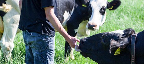 Le respect du bien-être animal - Bel Foodservice