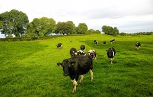 Faut-il limiter la consommation de protéines animales pour préserver l'environnement ?